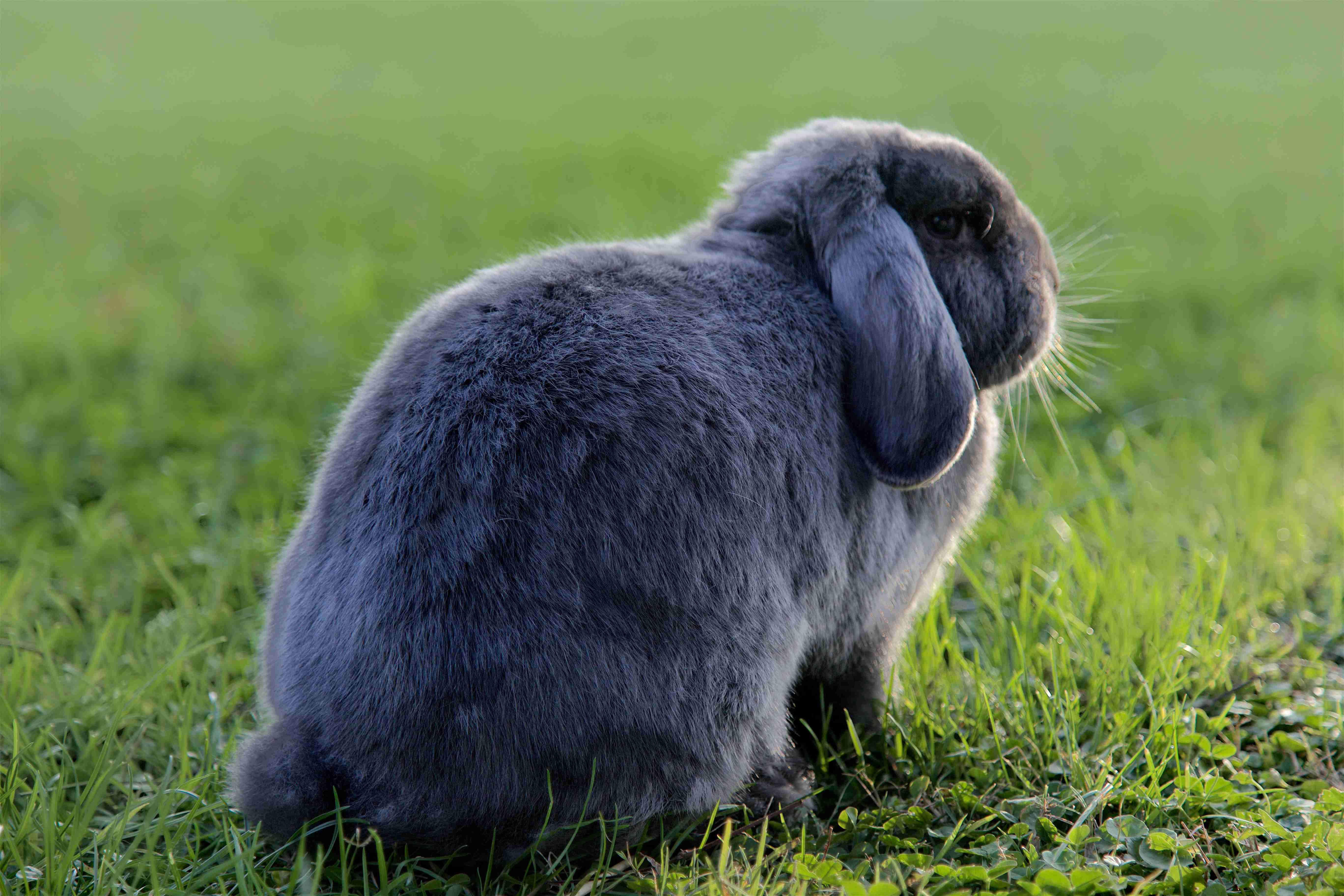 Obesity in Rabbits: 5 Warning Signs to Watch Out For